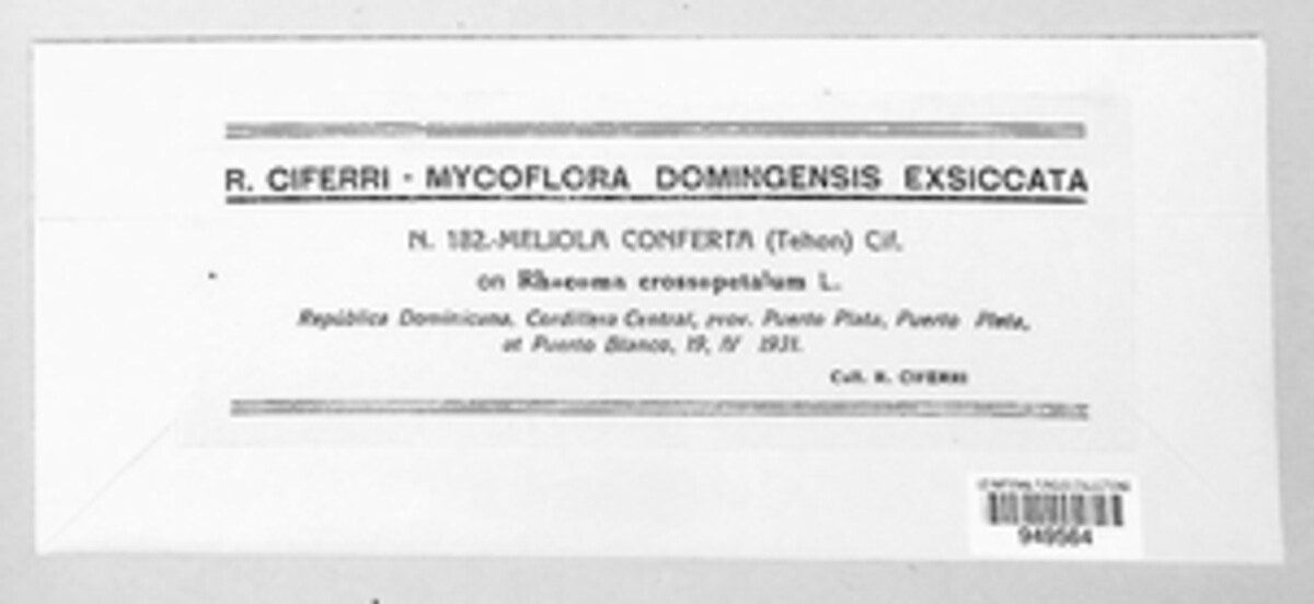 Meliola conferta image